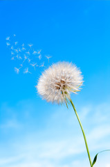  seeds of umbrellas fly with dandelion on the background of blue