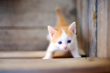 little kitten walking on the street