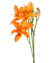 three flowers of lily upright on a white background