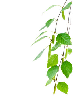 young branch of birch with buds and leaves isolated