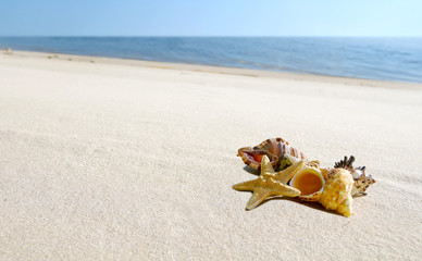 Fototapeta na wymiar cockleshells and starfish lie ashore sea