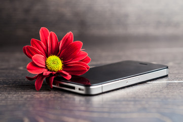 Red Chrysanthemum lying near a smartphone