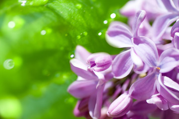 Fototapeta na wymiar flower of lilac on a green background