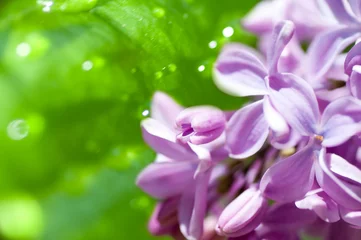 Printed kitchen splashbacks Lilac flower of lilac on a green background
