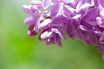 flower of lilac on a green background