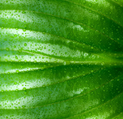 background of the water drops on a green leaf macro