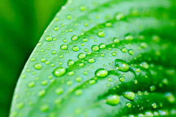 background of the water drops on a green leaf macro