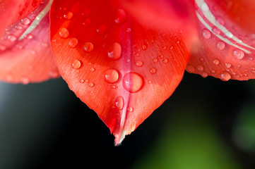 flower of Tulip with the water drops macro