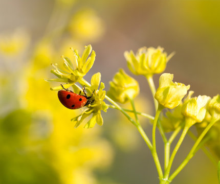 ladybug on flowers of linden wood