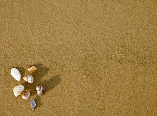 Fototapeta na wymiar background from sand with cockleshells