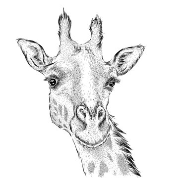 high isolated giraffe sketch Stock Illustration | Adobe Stock-anthinhphatland.vn
