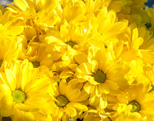 background of yellow flowers