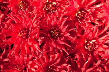 background of the red flowers