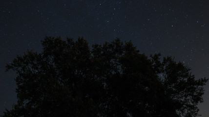 Estrellas Arbol