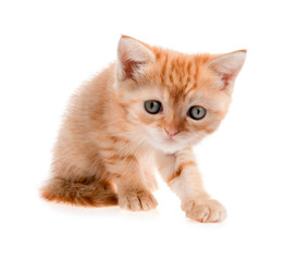 red kitten sitting putting переднию paw in isolation