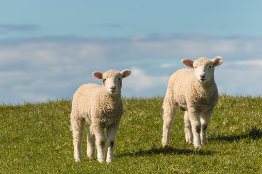 two lambs standing on meadow