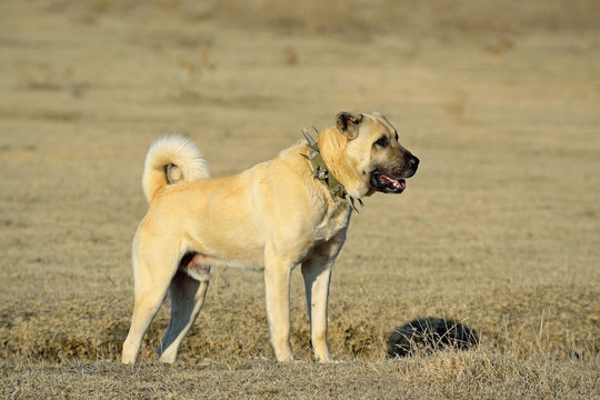 27 BEST "Çoban Köpeği" IMAGES, STOCK PHOTOS & VECTORS | Adobe Stock