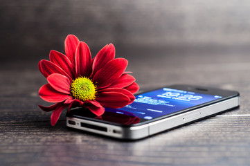 Red Chrysanthemum lying near a smartphone