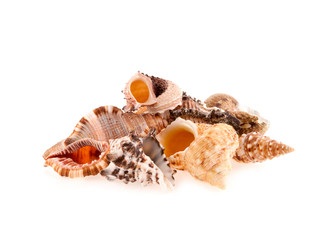 Obraz na płótnie Canvas seashells on a white background