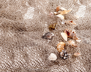 seashells and starfish on the fishing network on a white backgro