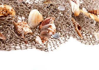 seashells and starfish on the fishing network on a white backgro