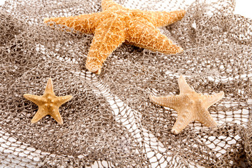three sea stars lie on the fishing net