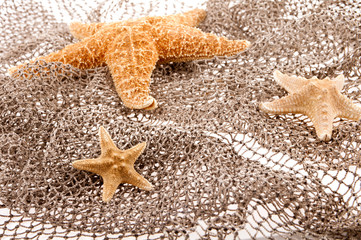 three sea stars lie on the fishing net