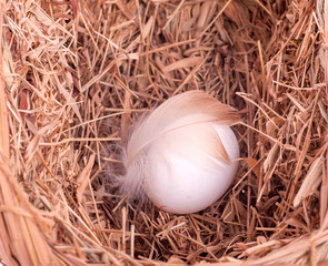 one white egg with a feather in the nest