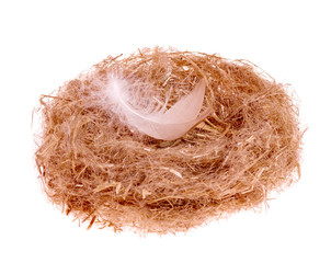  . ..chicken feather in the nest isolated