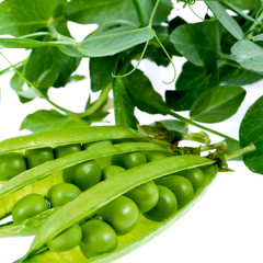 a pea green is in a pod