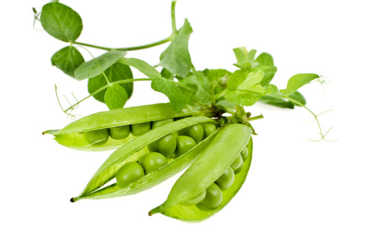 a pea is green in a pod with leaves