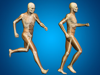 Conceptual man or human 3D anatomy or body on blue