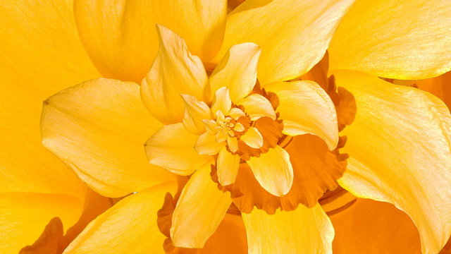 Swirl of Daffodil Flower Petal