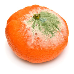 Moldy mandarin