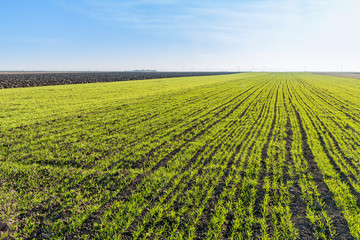 Green field of sprouting wheat