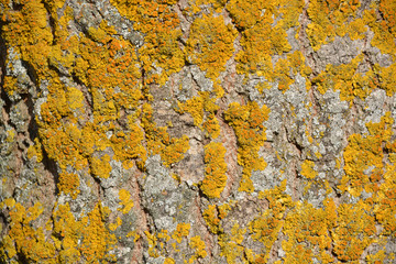 detalle de la corteza de un árbol