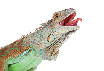 Fototapeta premium Closeup Iguana Mouth Open Tongue Out