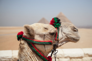 Camel View