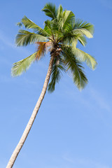 Coconut palm tree and blue sky, Philippines