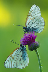 Naklejka premium two butterflies facing each other
