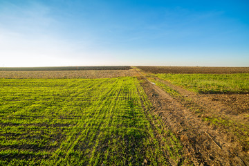 Fototapeta na wymiar Green field of sprouting wheat