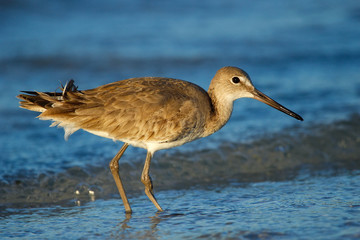 Willet (Tringa semipalmata)