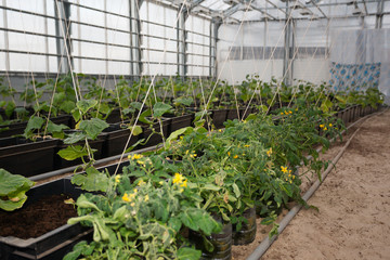 Plants in the greenhouse