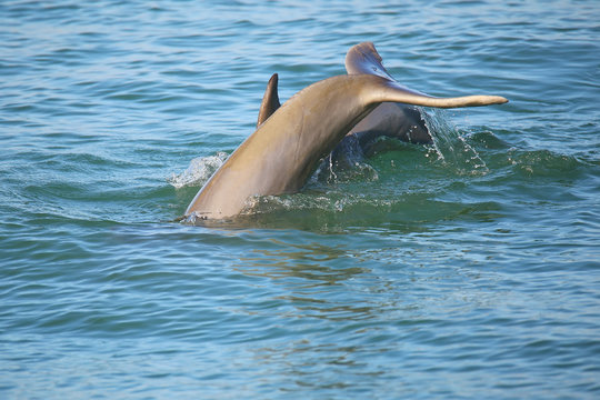 Tail of diving Common bottlenose dolphin