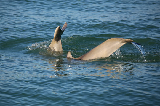 Tails of diving Common bottlenose dolphins