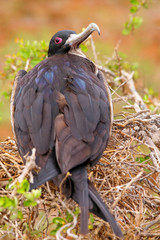 Female Magnificent Frigatebird on North Seymour Island, Galapago