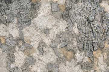 Old tree bark background texture