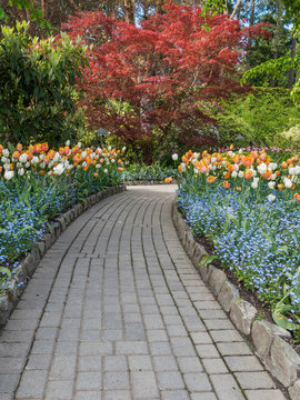 Walkway in a spring garden