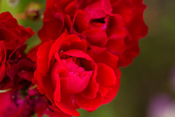 Red flowers of Garden Roses. Horizontal shot, selective focus