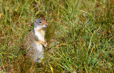 Naklejka na ściany i meble An adorable Columbian ground squirrel (Urocitellus columbianus) stands among grass on its hind legs in Glacier National Park, Montana, USA